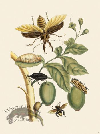Merian Metamorphosis 48
